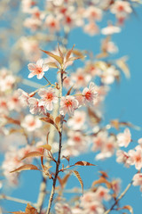 Wild Himalayan Cherry spring blossom