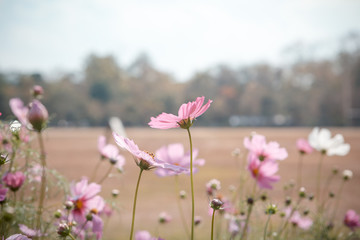 Cosmos flower blossom in garden