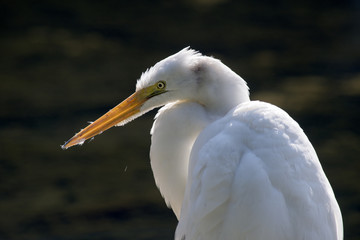 Heron fishing in lake