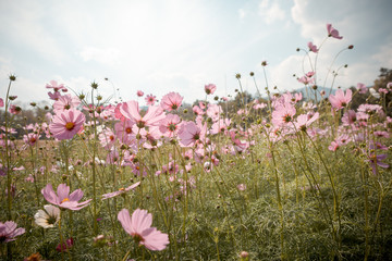 Cosmos flower blossom in garden