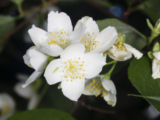 White flowers on mock-orange shrub with bokeh background, macro, selective focus, shallow DOF