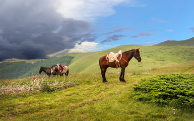 Fototapeta na wymiar Harnessed horses in a mountain valley of national park 