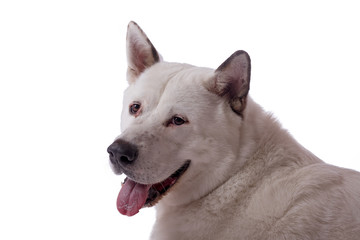 White Akita portrait