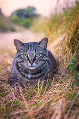Cat laying down in a field