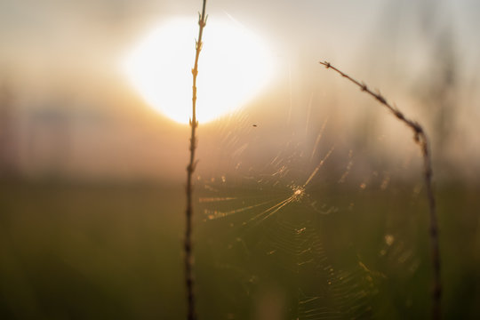 cobweb in grass closeup