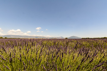 Obraz premium Landscape of a lavander field with a building and mountains, in