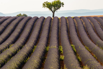 A tree in the middle of a lavenders field in Provence