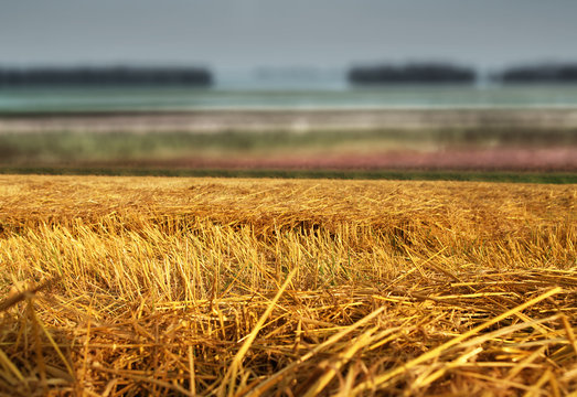 Hay Straw Stack On Field