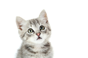 Beautiful cat on a white background