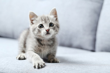 Schöne kleine Katze auf einem grauen Sofa