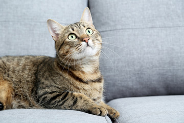 Fototapeta na wymiar Beautiful cat lying on the grey sofa
