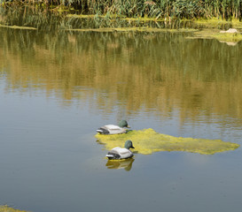 Artificial duck on a pond