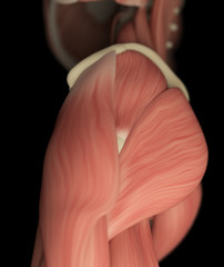 Human muscular system. 3D illustration.
