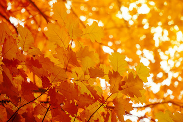 Leaves on the branches in the autumn forest.