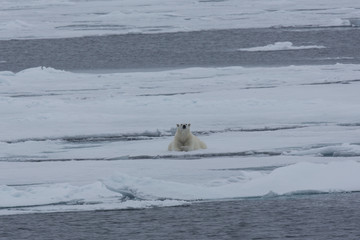 Eisbär, Eisbären, Packeis, Eis, Spitzbergen, Artik, Polarkreis, Nordpol, Norwegen, Tier,...