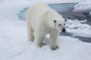 Obraz na płótnie Canvas Eisbär, Eisbären, Packeis, Eis, Spitzbergen, Artik, Polarkreis, Nordpol, Norwegen, Tier, Säugetier, Wasser