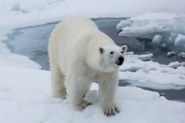 Obraz na płótnie Canvas Eisbär, Eisbären, Packeis, Eis, Spitzbergen, Artik, Polarkreis, Nordpol, Norwegen, Tier, Säugetier, Wasser
