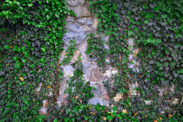 Fototapety  Stary kamienny mur pokryty zielonymi liśćmi bluszczu