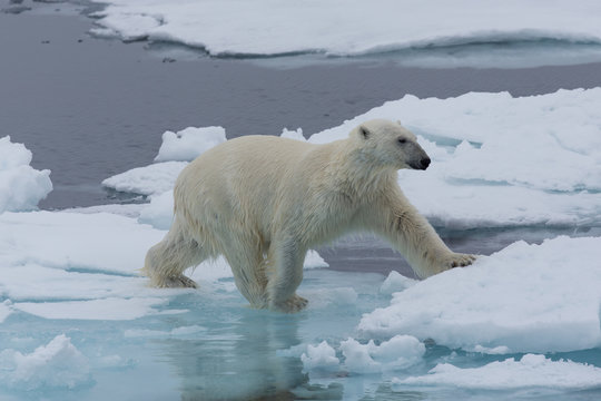 Eisbär, Eisbären, Packeis, Eis, Spitzbergen, Artik, Polarkreis, Nordpol, Norwegen, Tier, Säugetier, Wasser
