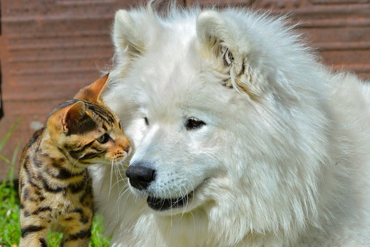 Chien et chat, chien samoyède et chat de Bengale