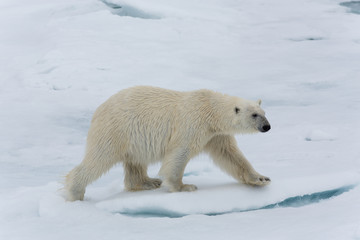 Fototapeta na wymiar Eisbär, Eisbären, Packeis, Eis, Spitzbergen, Artik, Polarkreis, Nordpol, Norwegen, Tier, Säugetier, Wasser