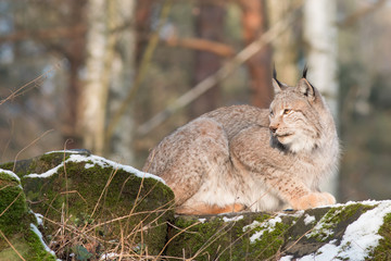lynx on the rocks