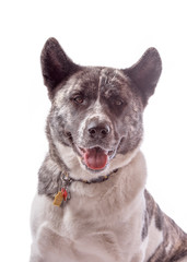 Brindle Akita dog looking at camera isolated on white