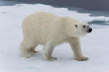 Fototapeta na wymiar Eisbär, Eisbären, Packeis, Eis, Spitzbergen, Norwegen, Tier, Säugetier, Wasser