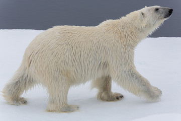 Naklejka na ściany i meble Eisbär, Eisbären, Packeis, Eis, Spitzbergen, Norwegen, Tier, Säugetier, Wasser