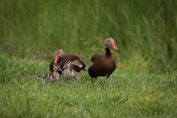 Black-Bellied Whistling Ducks / Black-Bellied Whistling Duck Family