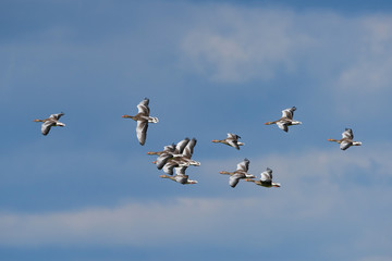 Obraz premium Greylag geese (Anser anser)