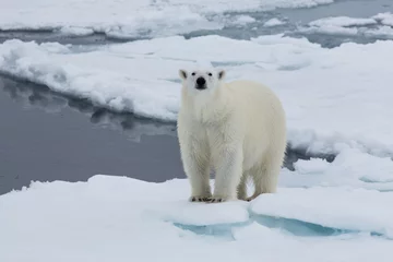Photo sur Plexiglas Ours polaire Eisbär, Eisbären, Packeis, Eis, Spitzbergen, Norwegen, Tier, Säugetier, Wasser