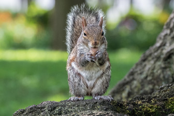 grey squirrel on the green portrait look at you © Andrea Izzotti