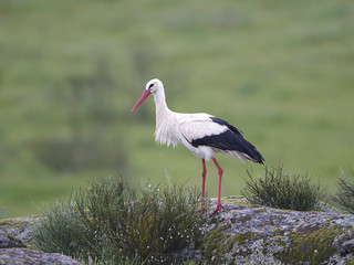 White stork (Ciconia ciconia)