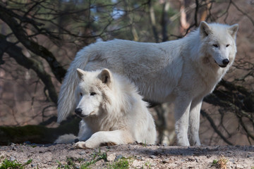 Obraz premium two arctic wolf