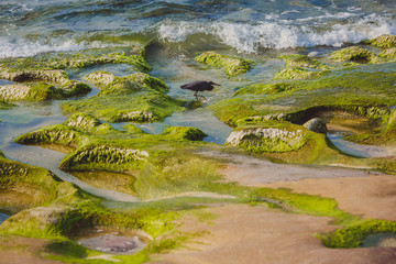 Heron is on the stone beach, Bali, Indonesia