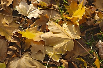 Fallen autumn leaves