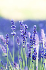 bushes of lavender field