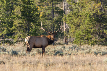 Bull Elk in Rut