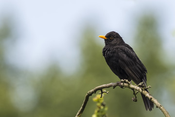 Naklejka na ściany i meble A male european Blackbird (turdus merula) singing in a tree with on a clear, sunny day in Spring season.