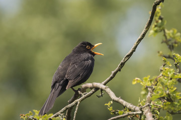 A male european Blackbird (turdus merula) singing in a tree with on a clear, sunny day in Spring season.