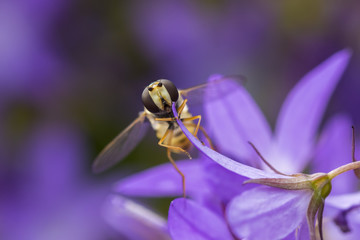 Marmalade hoverfly, Episyrphus balteatus, feeding nectar on a purple flower bellflower Campanula. Marmalade hoverfly can be found in various habitats and gardens visiting flowers, pollen and nectar.
