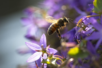 Closeup of a western honey bee or European honey bee (Apis mellifera) feeding nectar of purple bellflower Campanula flowers  - obrazy, fototapety, plakaty
