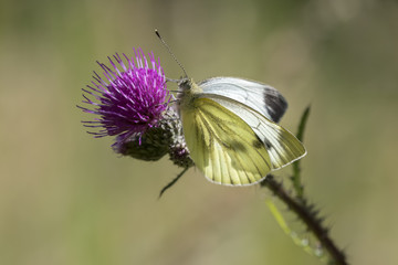 Green-veined white (Pieris napi) hangs on a purple thistle drinking nectar on a sunny summer day.