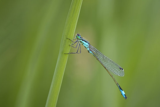Macro close-up of a blue-tailed damselfly (Ischnura elegans) in the form rufescens resting on grass in a colorful meadow.