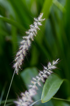 Pennisetum Orientale