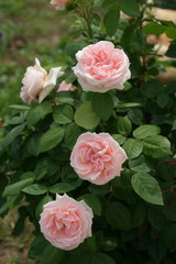 Розовые розы в саду