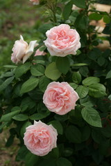 Розовые розы в саду