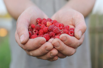 raspberries in the hands of men.