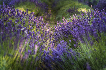 Obraz premium Field of lavender, Poland.